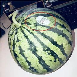 网红吃瓜大c,网红大C带你领略吃瓜界的风云变幻 网红吃瓜大c,网红大C带你领略吃瓜界的风云变幻